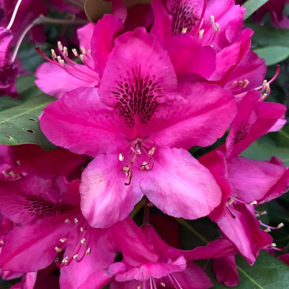 Meet your Posher, Lexi - Picture 2 of 3